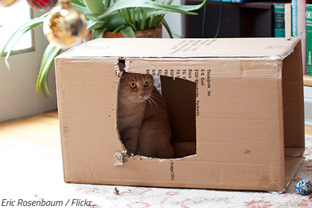 Tend to your pet's needs right after the move