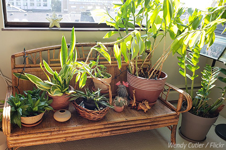 How to pack and move houseplants