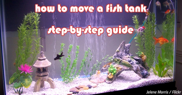 How To Move A Fish Tank: Your Step-By-Step Guide