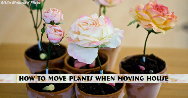 How to Move Plants When Moving House
