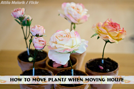 Moving house with plants