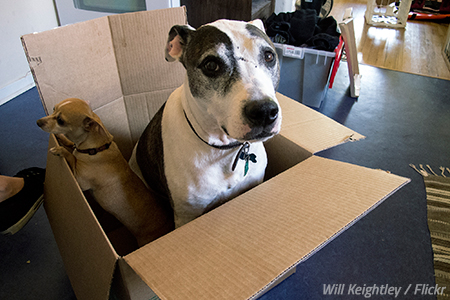 Moving with pets to another state