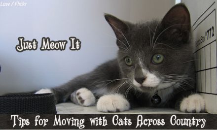 10 Tips for Moving with Cats Across Country: Just Meow It